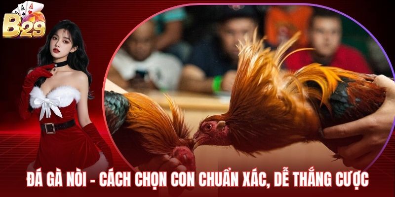 Đá Gà Nòi - Cách Chọn Con Chuẩn Xác, Dễ Thắng Cược